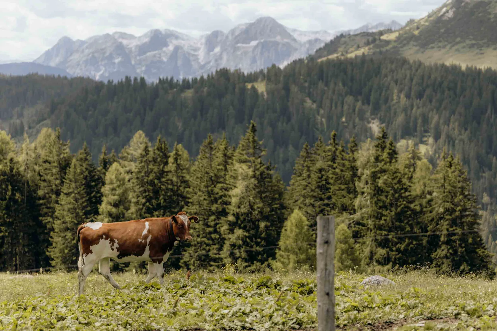 Eine Kuh steht auf einer grünen Almwiese vor einer bewaldeten Bergkulisse in Filzmoos.
